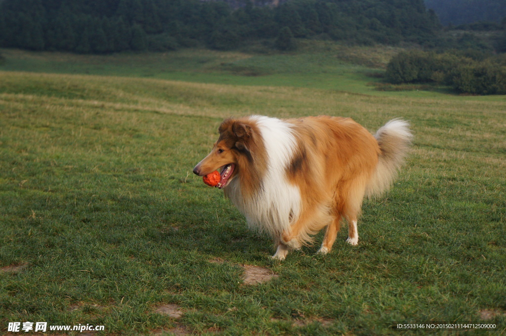 苏格兰牧羊犬