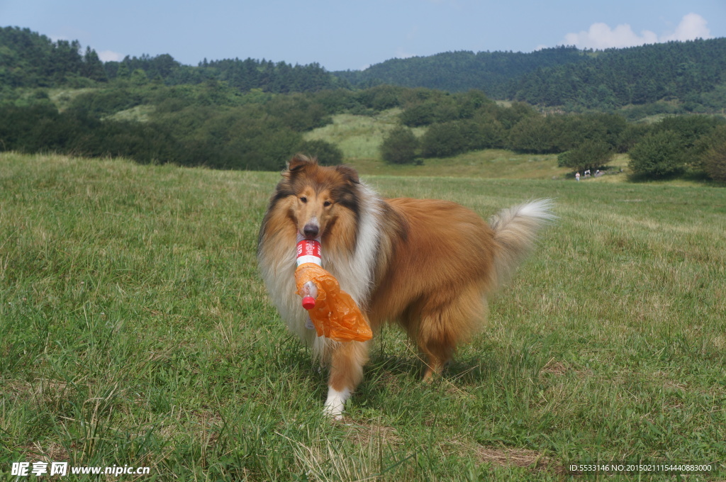 苏格兰牧羊犬