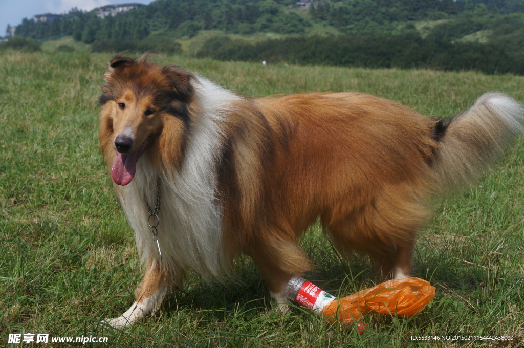 苏格兰牧羊犬