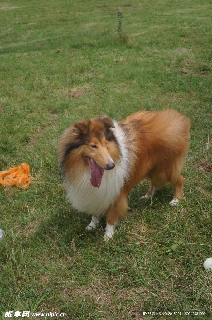 苏格兰牧羊犬