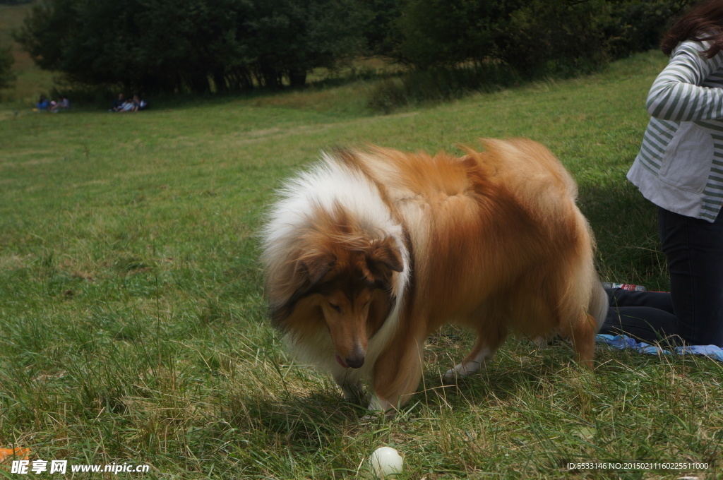 苏格兰牧羊犬