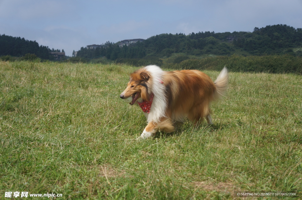 苏格兰牧羊犬