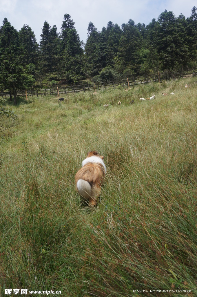 苏格兰牧羊犬