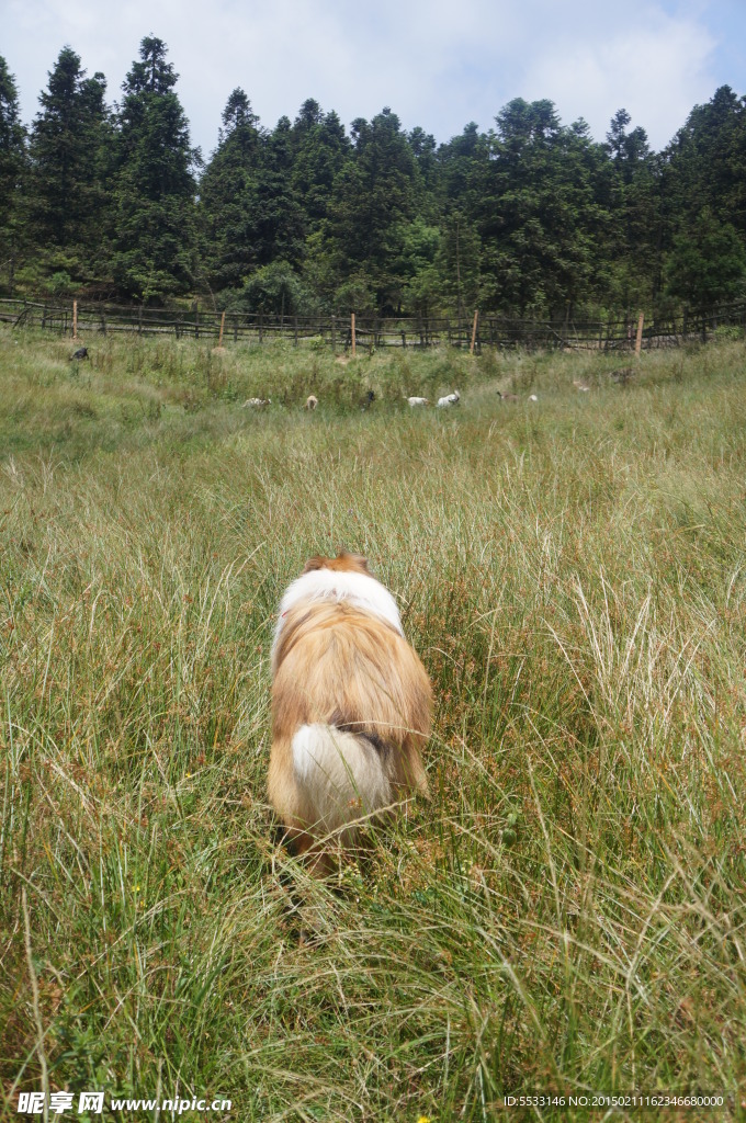 苏格兰牧羊犬