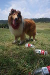 苏格兰牧羊犬