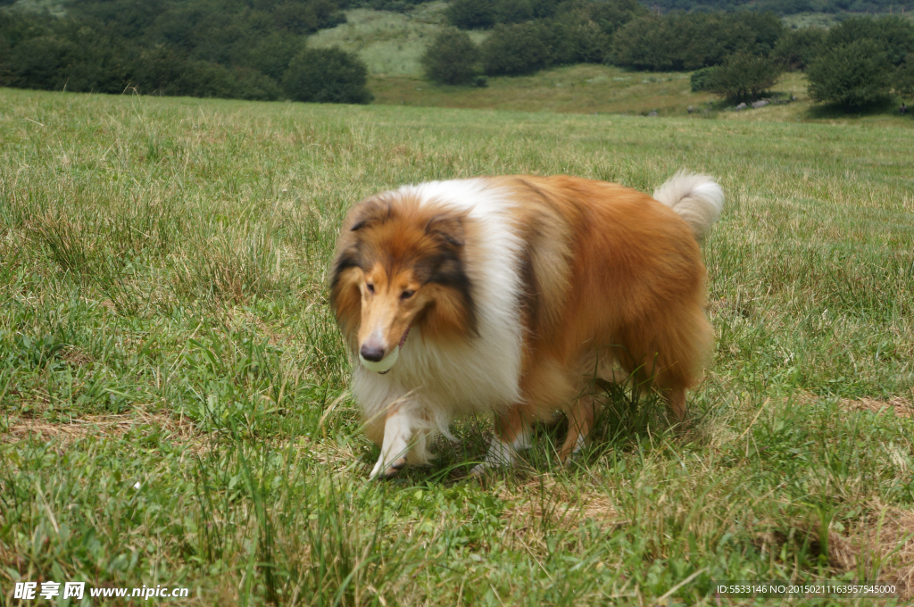 苏格兰牧羊犬