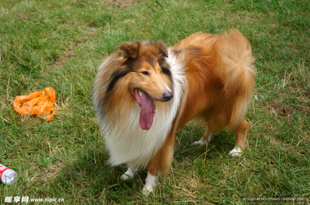 苏格兰牧羊犬