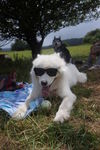 狗狗带妆照