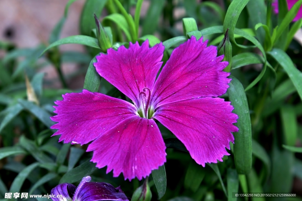 石竹花