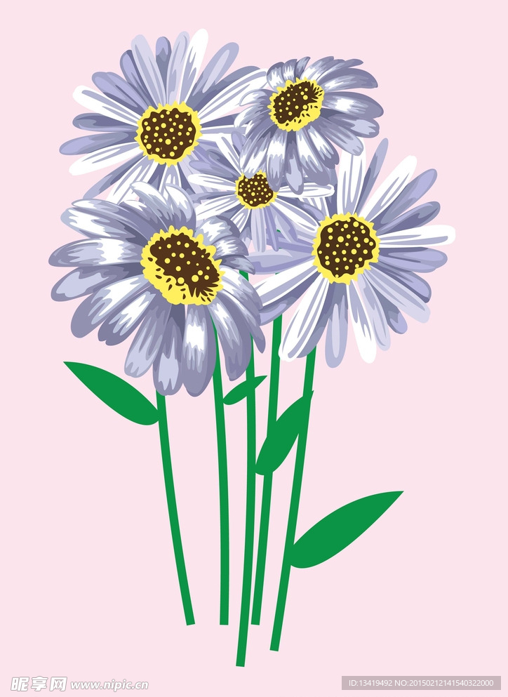 雏菊