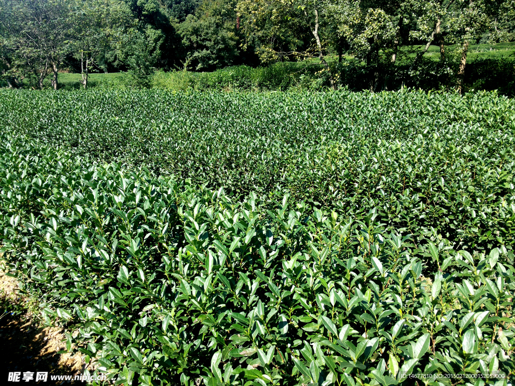 杭州龙井茶种植田