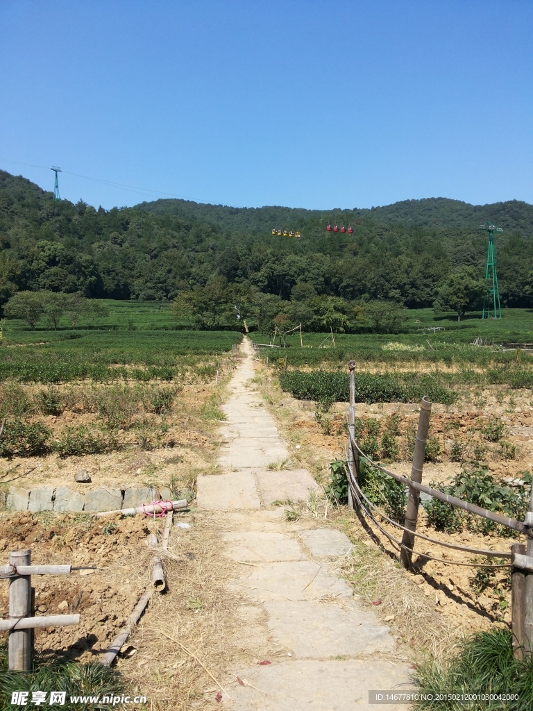 杭州龙井茶种植田