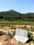 杭州龙井茶种植田