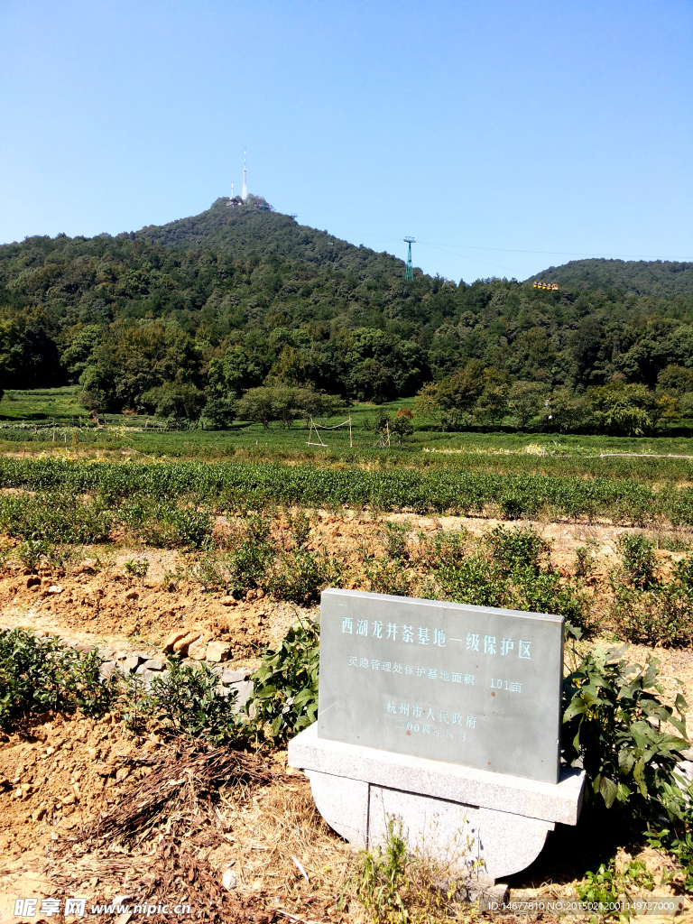 杭州龙井茶种植田