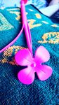 小花 鲜花