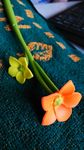 小花 鲜花