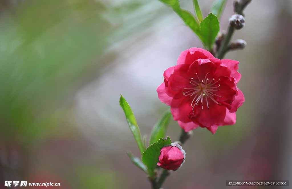 桃花