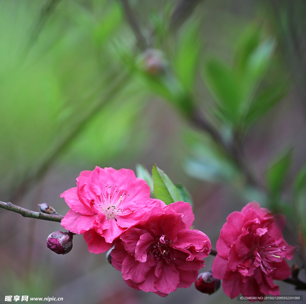 桃花