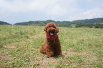 狗狗带妆照