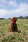 狗狗带妆照