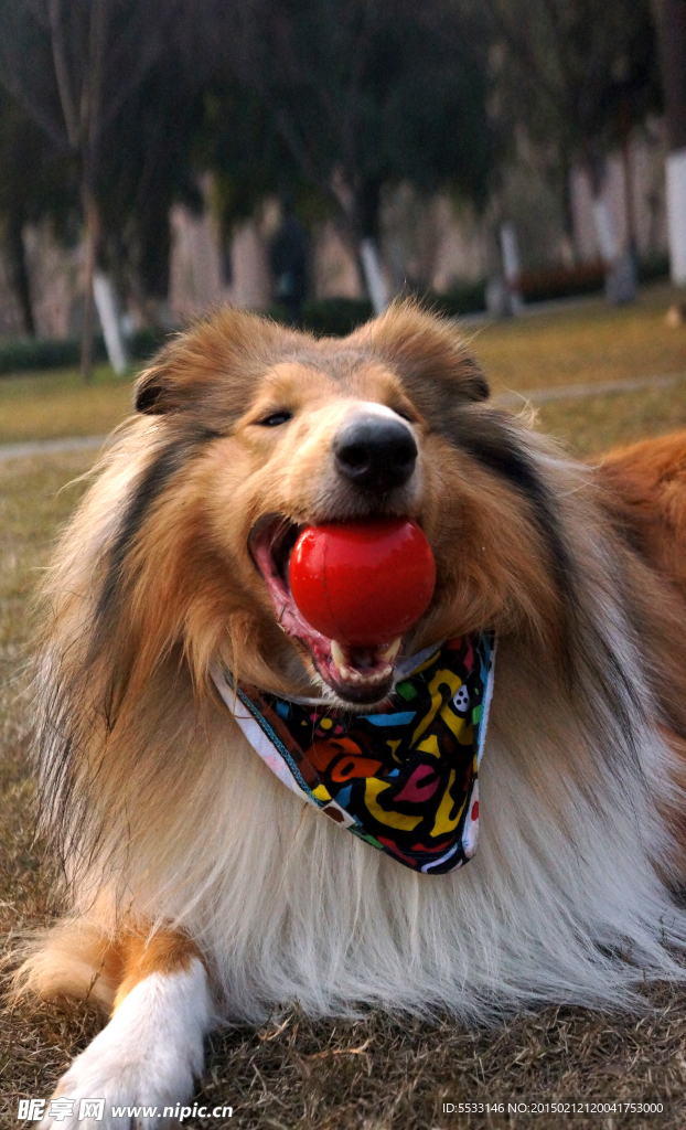 苏格兰牧羊犬