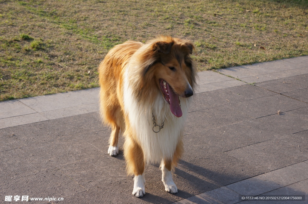 苏格兰牧羊犬