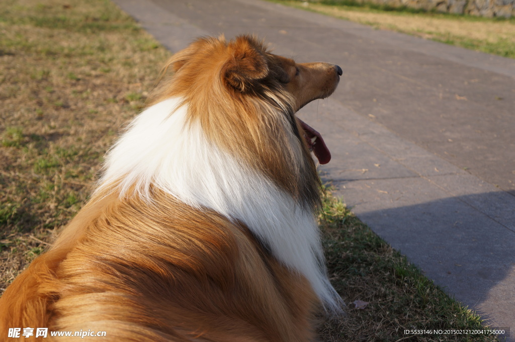 苏格兰牧羊犬