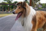 苏格兰牧羊犬