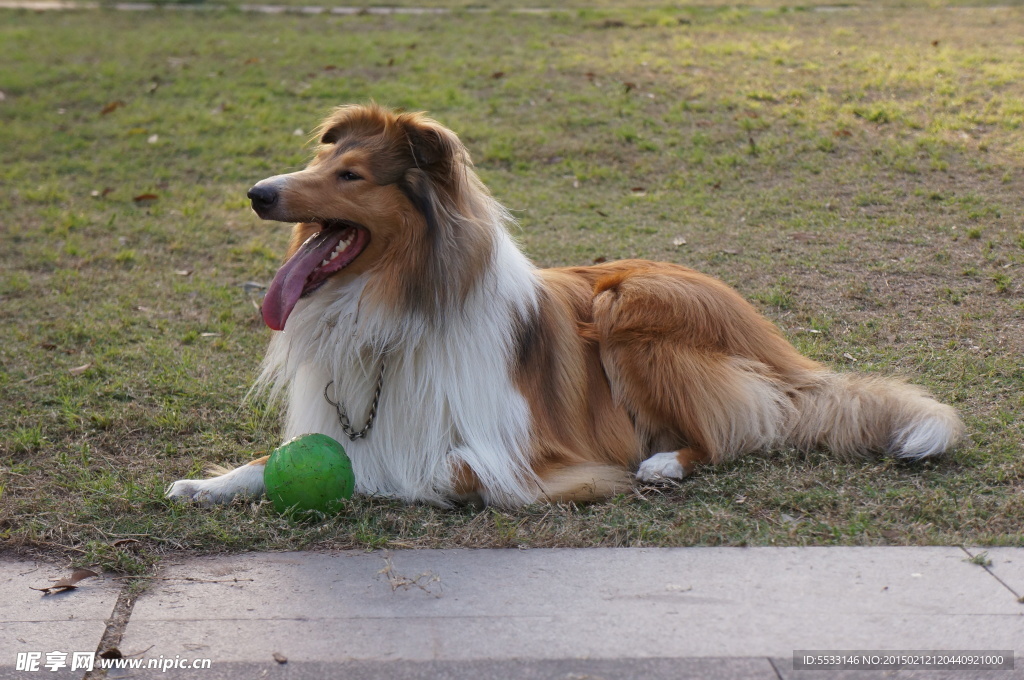 苏格兰牧羊犬