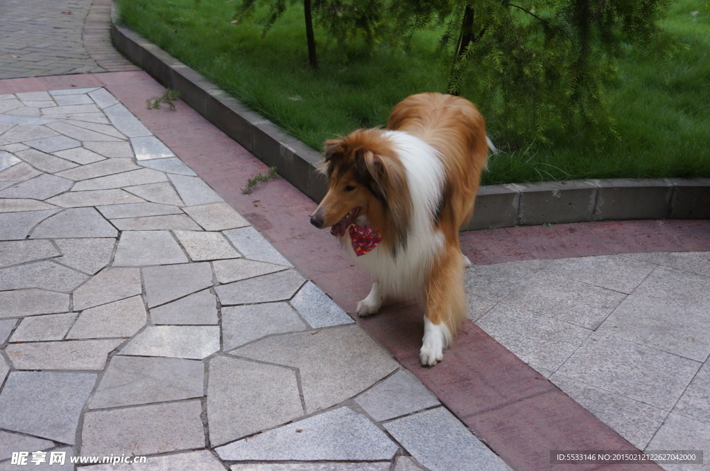 苏格兰牧羊犬