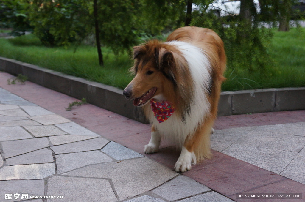 苏格兰牧羊犬