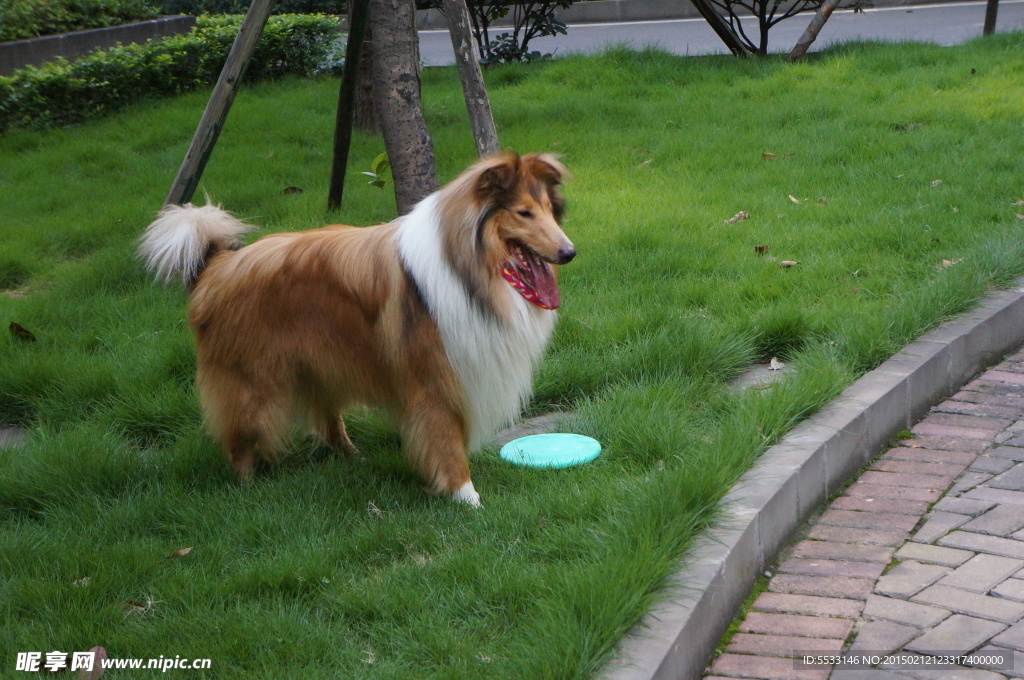 苏格兰牧羊犬