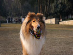 苏格兰牧羊犬