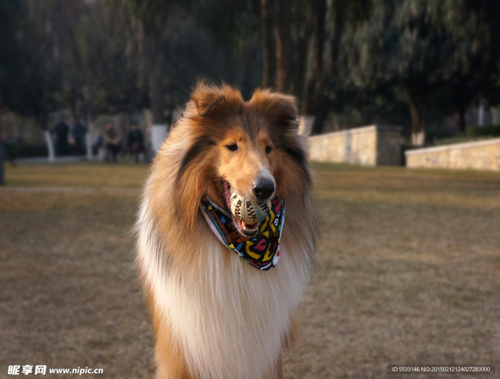 苏格兰牧羊犬