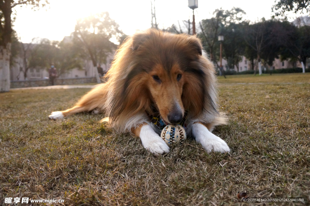 苏格兰牧羊犬