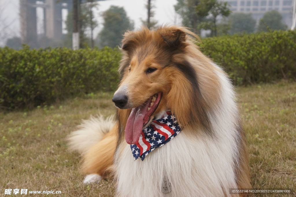 苏格兰牧羊犬