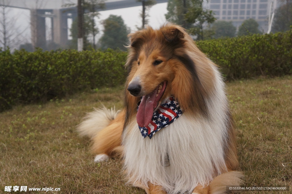 苏格兰牧羊犬