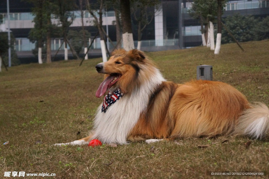 苏格兰牧羊犬