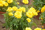 黄花
