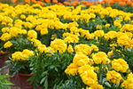 黄花