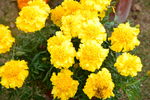 黄花