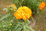 黄花