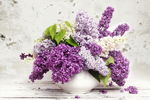 淡雅清新丁香花
