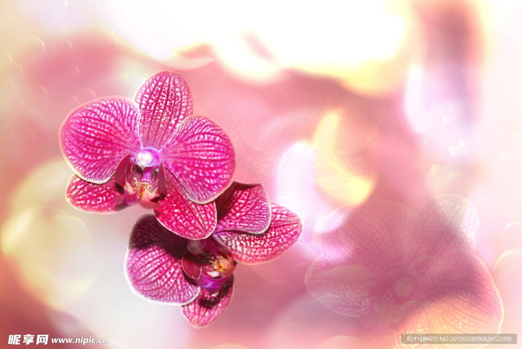 高清唯美兰花