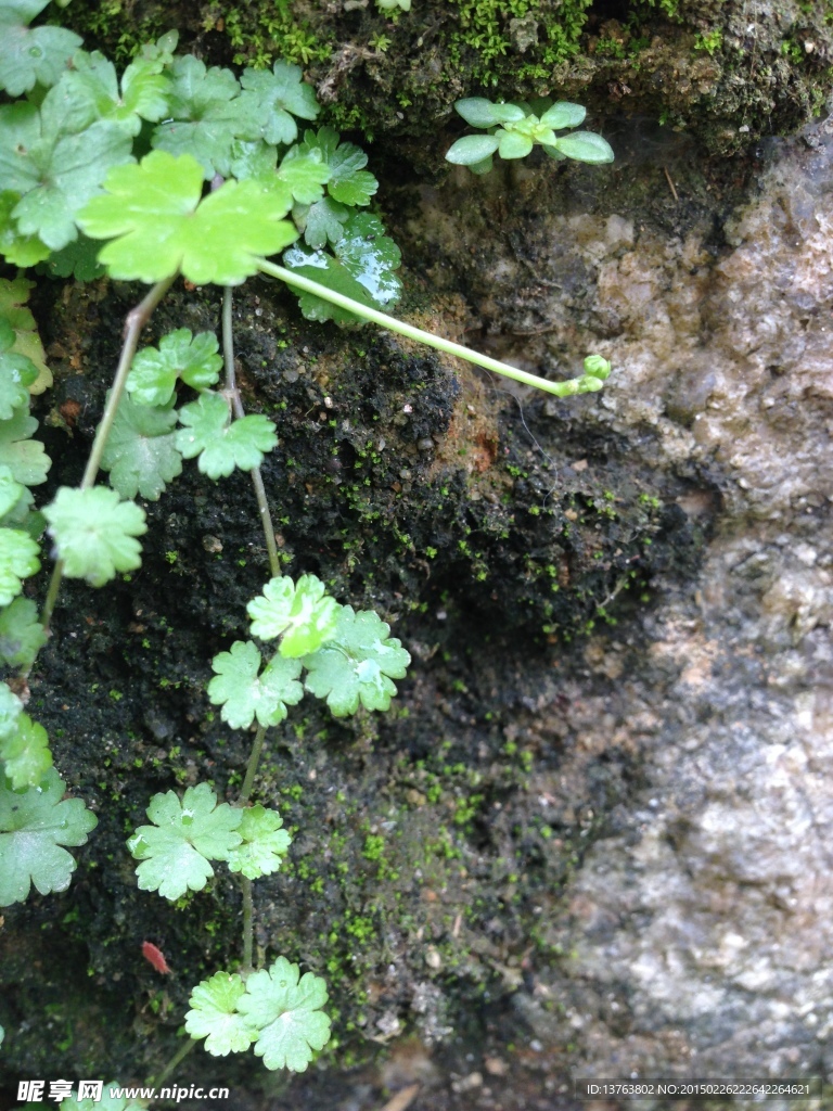 绿草