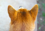 秋田犬老厦