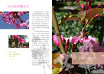 昆明樱花节