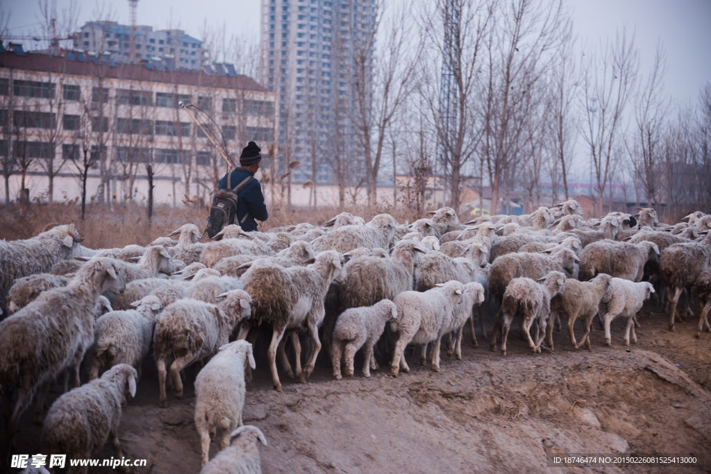 城郊牧羊人