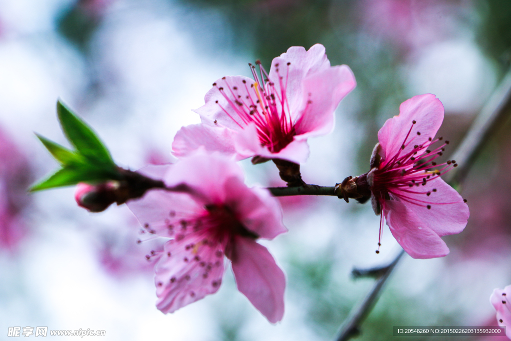 桃花