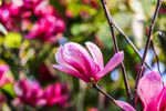 玉兰花